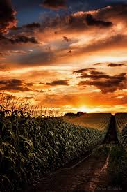 Golden Corn Field Beautiful Landscapes Beautiful Sunset Beautiful Nature