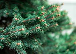 Receive christmas tree shops discounts and deals 2021 at christmas tree shops. 200 Of The Best Christmas Tree Farms To Visit