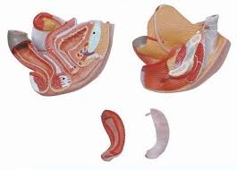 Image result for female sex organ