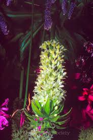 Image result for Eucomis zambesiaca