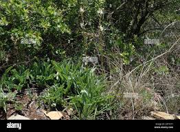 Image result for Chlorophytum bowkeri