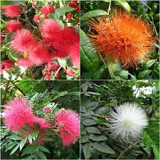 Image result for Calliandra haematocephala