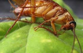 Pest control in west caldwell termite elimination pest removal and rodent control pest control you can trust! Contact Us One Hour Pest Control In Nj