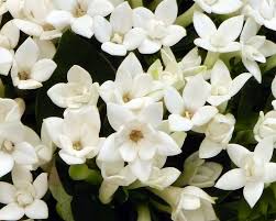 Acquista un mazzo di fiori bianchi e spediscilo ovunque in italia e all'estero. Fiorellini Bianchi I Piu Usati Dal Bouquet Al Giardino