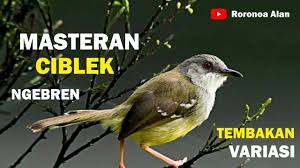 Burung ciblek adalah salah satu jenis burung pengicau yang berasal dari suku cisticolidae. Harga Ciblek Kristal Gacor 20 Ciri Ciblek Kristal Yang Bagus Untuk Masteran Demikian Beberapa Ciri Burung Ciblek Kristal Yang Bagus Untuk Masteran Ellis Wideman