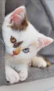 Http 68 Media Tumblr Com A294908be42f6dc875a242cf98fb3ef9 Tumblr Ofzi8zqby11vfaqn2o1 400 Jpg Chats Et Chatons Photo Animaux Animaux