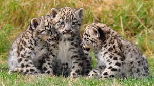 Snow leopards are large wild cats native to the mountainous ranges of south and central asia. Baby Leopards