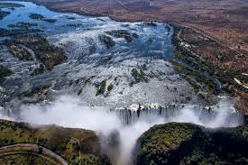 Image result for Copaifera baumiana