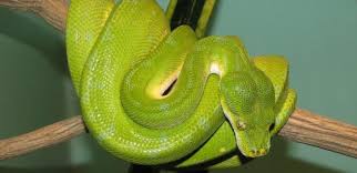 He did this with each corner, walking around the bed. Was The Garden Of Eden Snake Environmentally Unfriendly Green Prophet