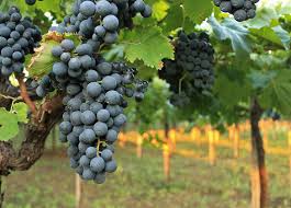 La storia del vino abruzzese: Tendenze, Curiosità e Benefici