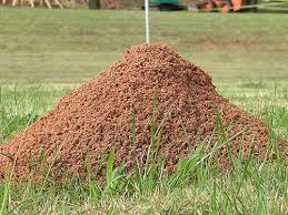 Ant infestations in your yard. Fire Ant Treatment Do It Yourself Pest Control