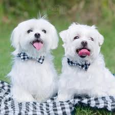 Maltese Dog Breeds