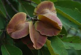 Image result for Combretum collinum