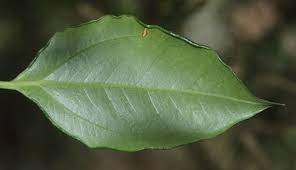 Image result for Eriosema scioanum