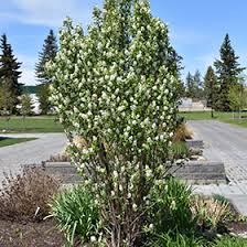 Image result for Amelanchier alnifolia
