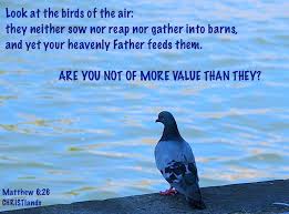 Look At The Birds Of The Air Esv Pin On Bible Journaling