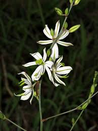 Image result for Chlorophytum galpinii