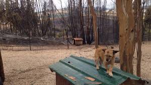 Um incêndio deflagrou, hoje, pelas 16h28, na aldeia de casainhos, em fanhões, no município de loures. Incendio No Canil Da Associacao Chao Dos Bichos Geral Onda De Solidariedade De Famosos E Anonimos
