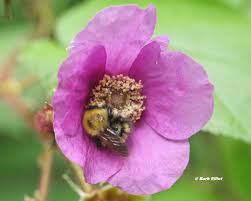 Bumble bees are important pollinators of wild flowering plants and crops. Native Bees Backyardsfornature Org