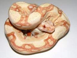 Albino Jungle Snake Lovers Snake Albino