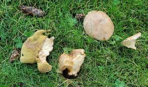Image result for Suillus weaverae