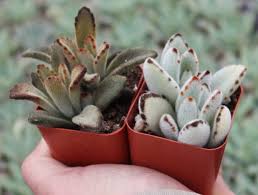 Buy Succulents Plants Wedding Succulents Cactus And Suculents Planting Succulents Succulents Plants