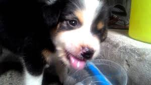 Maybe you would like to learn more about one of these? Aspin Puppy Story Youtube