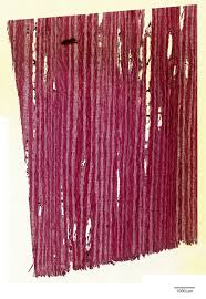 Image result for Dalbergia acutifoliolata