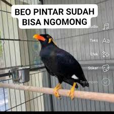 Promo Burung Beo Bisa Ngomong Rawatan/sehat Mulus Tidak Cacat . Diskon 23%  Di Seller Tiny Petshop - Cilandak Timur, Kota Jakarta Selatan | Blibli