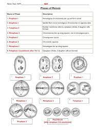 Interphase p = prophase c. Phases Of Meiosis Fulton County Schools