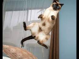 Funny Cats Compilation Most Popular 1 Hour Long Cats Compilation Crazy Cats Funny Cat Compilation Cat Jump Fail