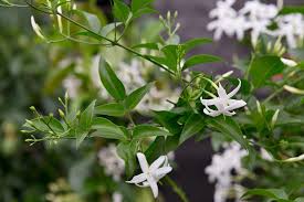 Image result for Jasminum pauciflorum