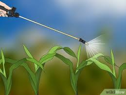 Successful johnson grass control may include the use of johnson grass herbicide. 3 Ways To Control Johnson Grass Wikihow