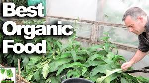 Fill any size container halfway with fresh comfrey cuttings. How To Make Comfrey Fertilizer At Home The Very Best Way Youtube