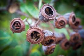 Image result for Myrtaceae