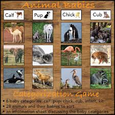 Animal Babies Categorization Game With Real Pictures Baby Animals Animals Baby Cows