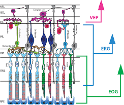 The electroretinogram in the genomics era: outer retinal disorders | Eye