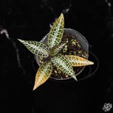 Image result for Goodyera