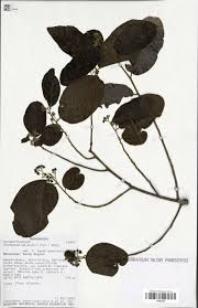 Image result for Dichapetalaceae