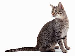 Benoit (french origin), this last name signifies one who says the good.this is one of the french creole last names. 102 Interesting Egyptian Cat Names And Their Meanings Suggesname Com