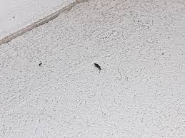 these tiny black bugs on my windowsill
