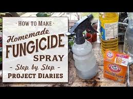 This Natural Homemade Fungicide Will Have Your Garden Looking And Feeling Fantastic Using Simple Ingredie Organic Fungicide Fungicide Organic Vegetable Garden