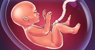 At 10 weeks pregnant, your baby is the size of a prune and is officially a fetus. What Babies Enjoy Most When They Re In The Womb