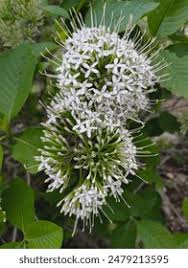 Image result for Pavetta incana