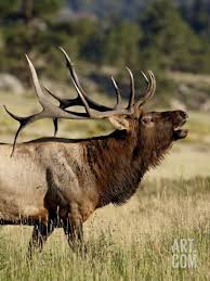 Bull Elk Cervus Canadensis Bugling Rocky Mountain National Park Colorado Usa Photographic Print By James Hager At Art Co Hayvanlar Hayvanlar Alemi Keciler