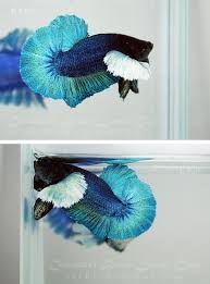 Perbedaan cupang pk (plakat) dengan hmpk (halfmoon plakat). Big Ear Turquoise Halfmoon Plakat Betta Fish Tank Betta Fish Betta