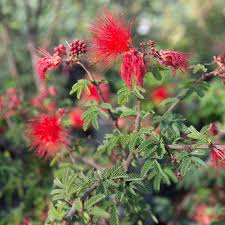 Image result for Calliandra