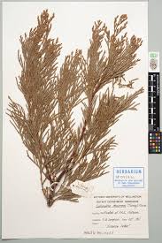 Image result for Calocedrus decurrens