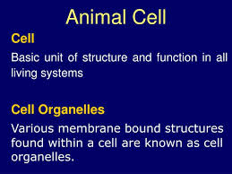 i this activity will improve your knowledge of cell parts and function. Ppt Animal Cell Powerpoint Presentation Free Download Id 5958055
