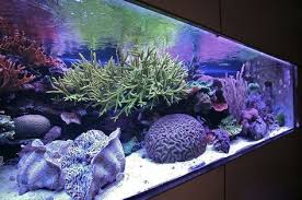 Ralfps 800 2 Jpg Aquariumaccessories Aquarium Accessories Aquarium Marine Aquarium